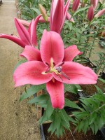 [4158 Campaign Mak No02.JPG]